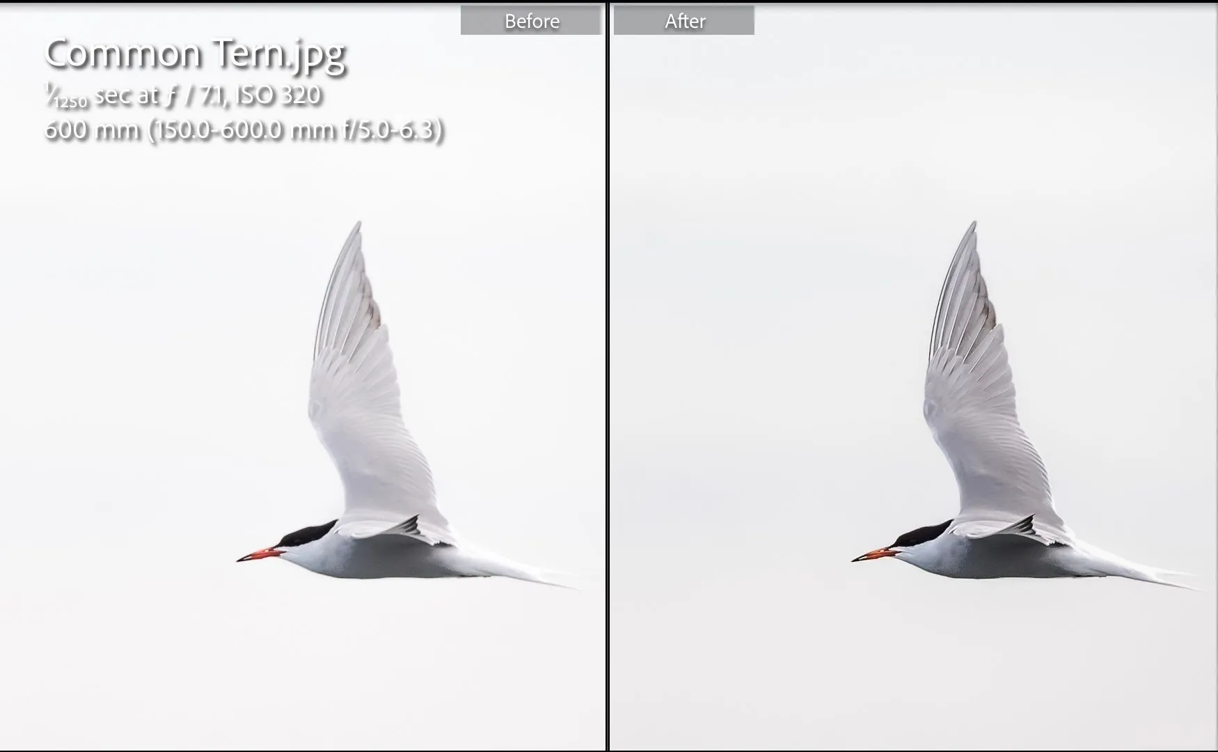 Ảnh trước và sau chỉnh sửa một con chim trên Lightroom