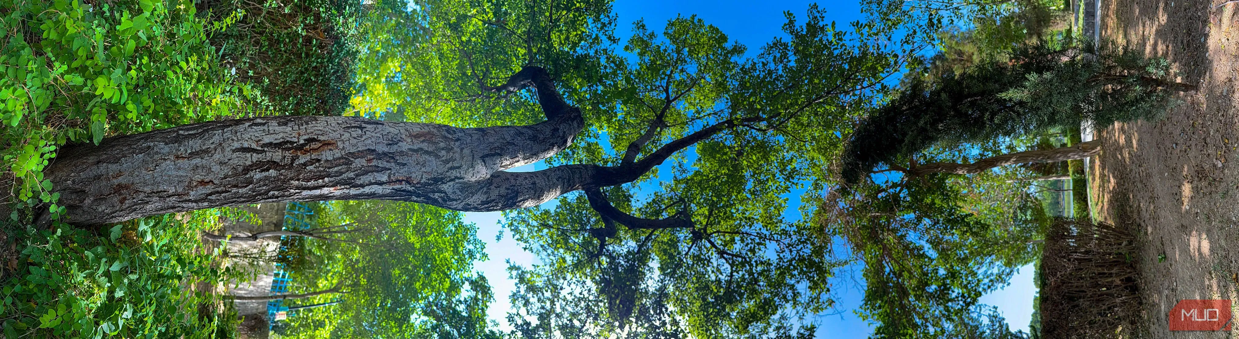Panorama dọc của cây cối trong công viên được lật ngang