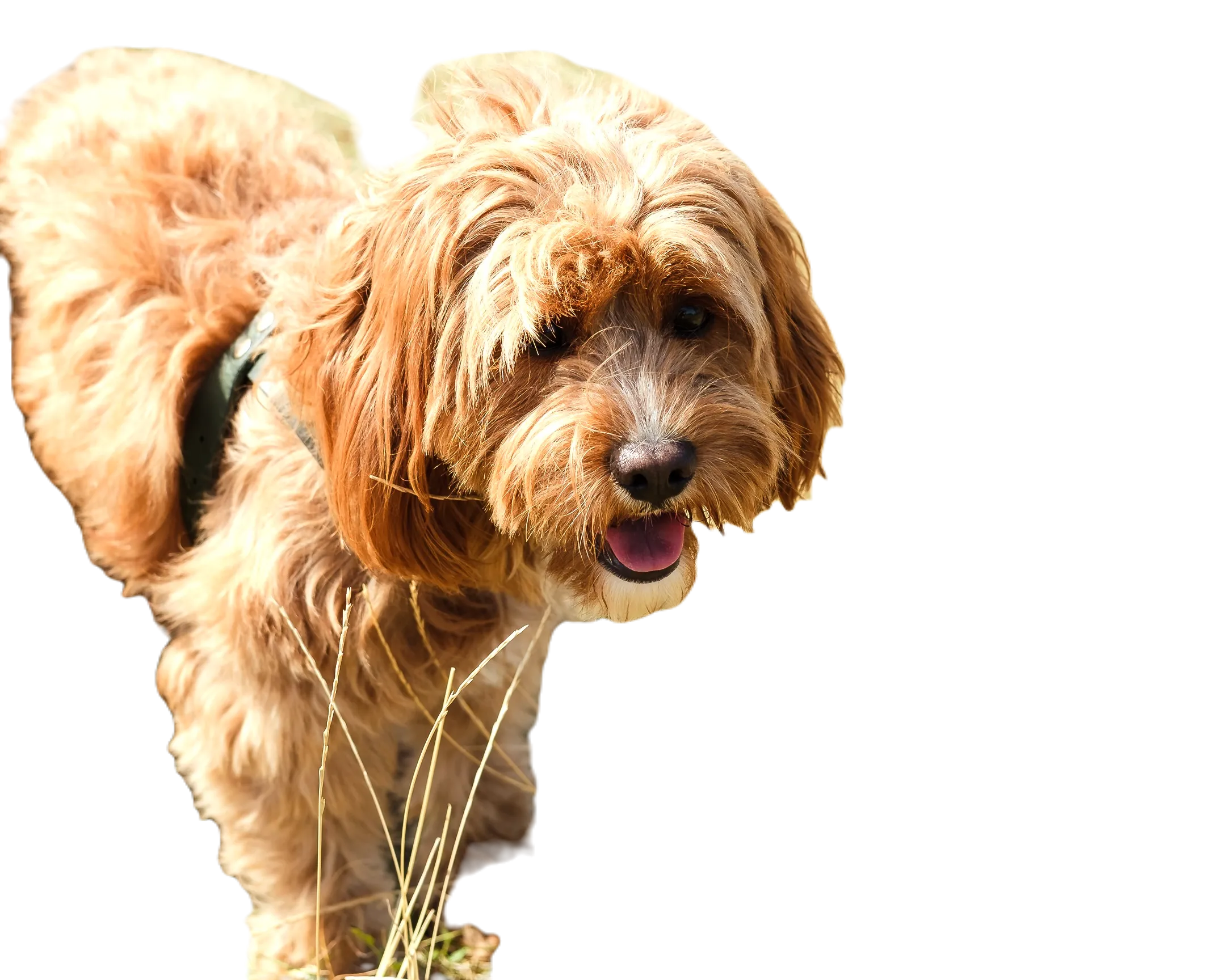 Pixlr xóa nền ảnh chú chó, còn sót nhiều chi tiết nền xung quanh và cỏ giữa hai chân