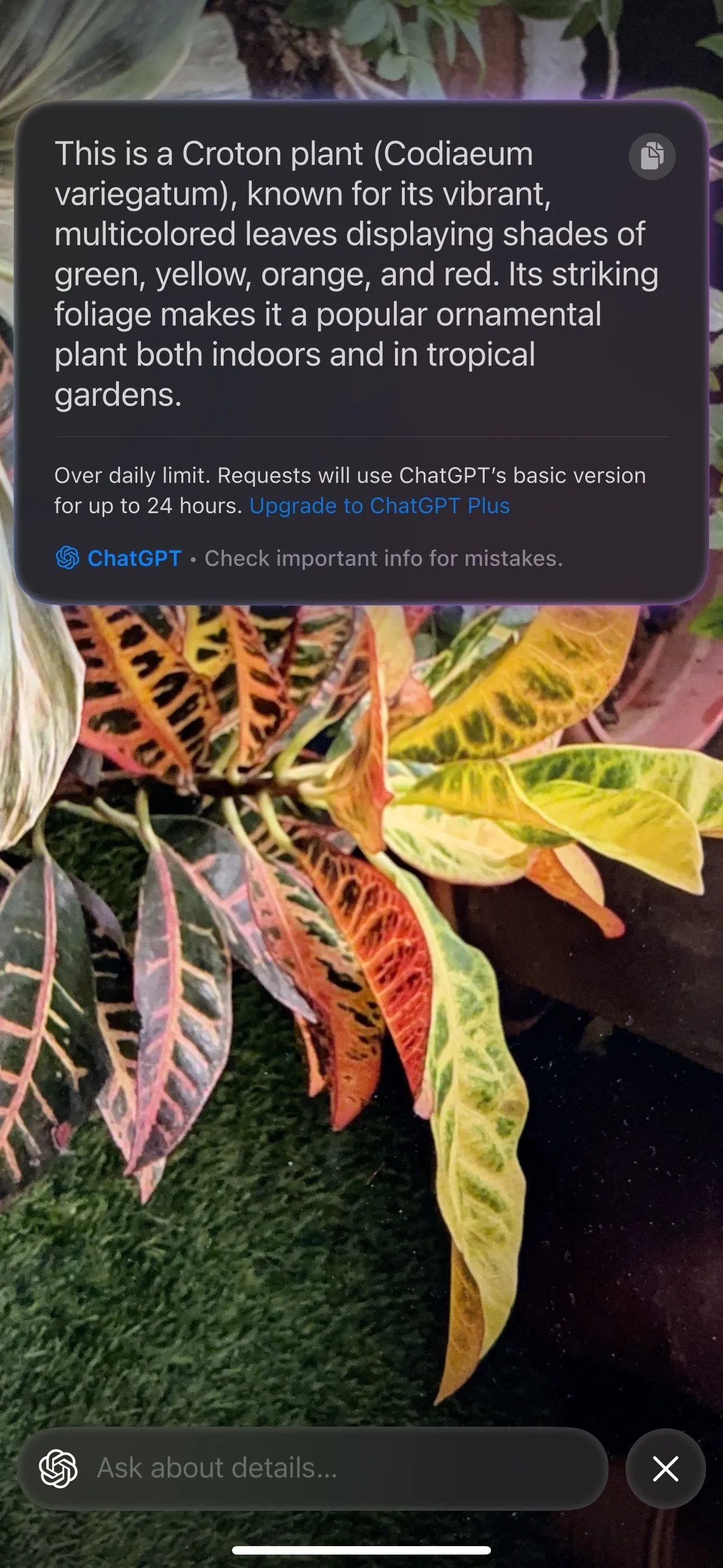 Visual Intelligence nhận dạng cây cảnh qua camera iPhone